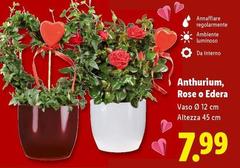 Anthurium, Rose O Edera