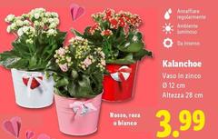 Kalanchoe