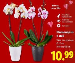 Phalaenopsis 2 Steli