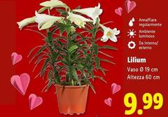 Lilium 