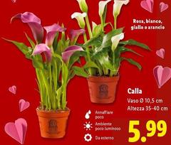 Calla