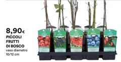 Bosco - Piccoli Frutti Di