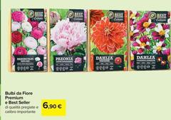 Dahlia - Bulbi Da Fiore Premium