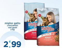 Morando - Miglior Gatto Bocconi