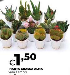 Pianta Grassa Alma