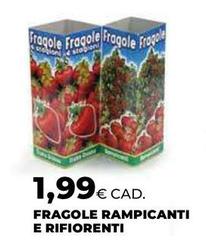 Fragole Rampicanti E Rifiorenti
