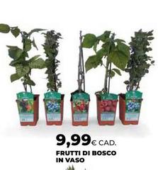 Frutti Di Bosco In Vaso