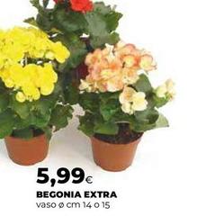 Begonia Extra