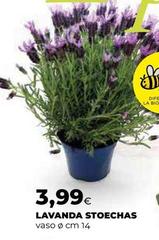 Lavanda Stoechas