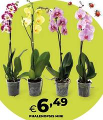 Phalenopsis Mini