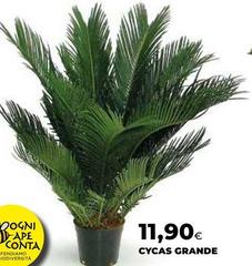 Cycas Grande