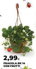 Fragola Bk 14 Con Frutti