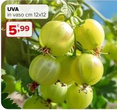 Uva