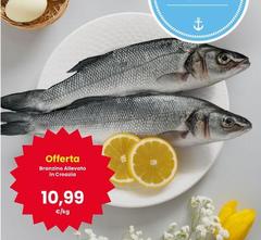 Branzino Alivato In Crocaza