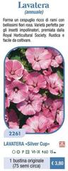 Lavatera (Annuale)