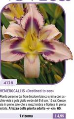 Hemerocallis