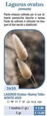 Lagurus Ovatus (Annuale)