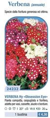 Verbena (Annuale)