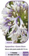 Agapanthus «Queen Mum»