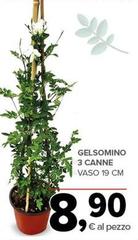 Gelsomino 3 Canne