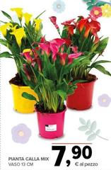 Pianta Calla Mix