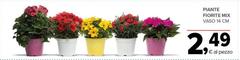 Piante Fiorte Mix