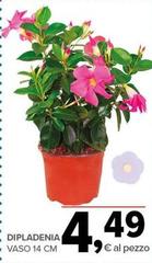 Dipladenia