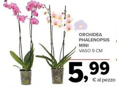 Orchidea -  Phalenopsis Mini