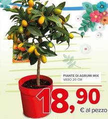 Piante Di Agrumi Mix