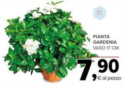 Pianta Gardenia