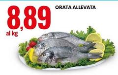 Orata Allevata