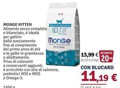 Monge - Kitten