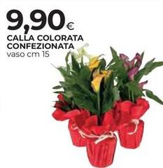 Calla Colorata Confezionata