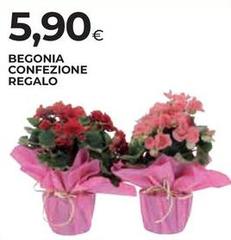 Begonia Confezione Regalo