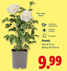 Peonia