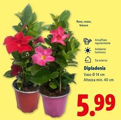 Dipladenia
