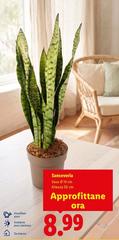 Sanseveria 