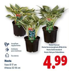 Hosta 
