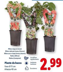 Piante Da Bacca