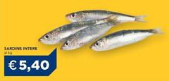 Sardine Intere