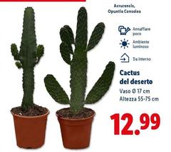 Cactus Del Deserto