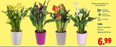 Calla