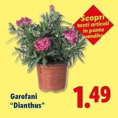 Garofani 