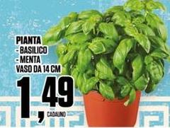Basilico/ Menta Vaso Da 14 Cm