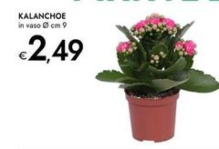 Kalanchoe