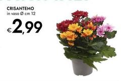 Crisantemo