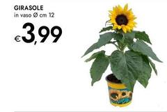 Girasole -