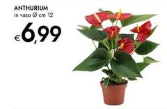 Anthurium