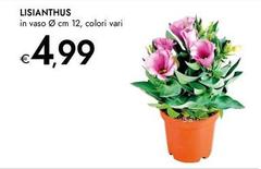 Lisianthus