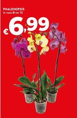Phalenopsis